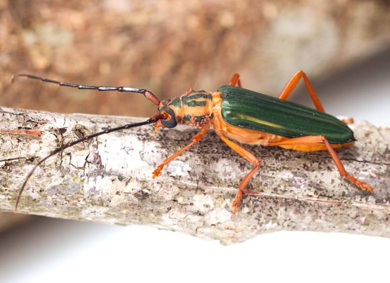 La especie de escarabajo <i>Chlorida festiva</i>. FOTO: John Jairo Bernal.