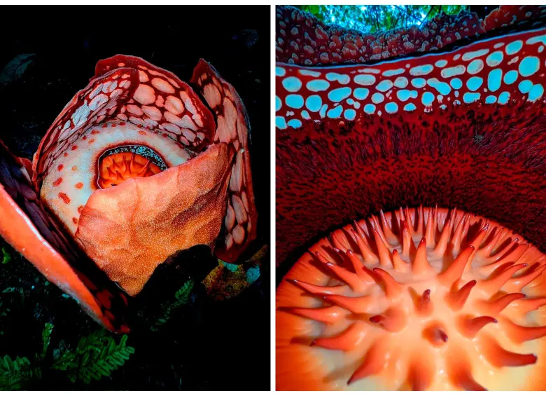 La Rafflesia hasseltii es una flor parasitaria extremadamente rara que emerge solo por pocos días y desprende un olor similar a la carne podrida para atraer a sus polinizadores. FOTOS tomadas de X @thorogoodchris1