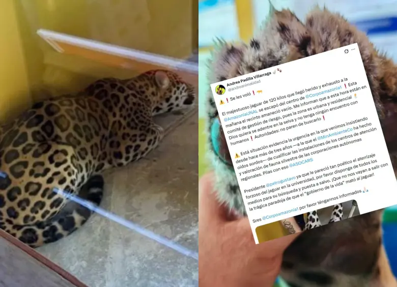 Escapa de Corpoamazonia el jaguar herido. La congresista Andrea Padilla atribuye el escape a una posible reacción de estrés causada por la pólvora. Foto: fundacionikozoa / X @@andreanimalidad