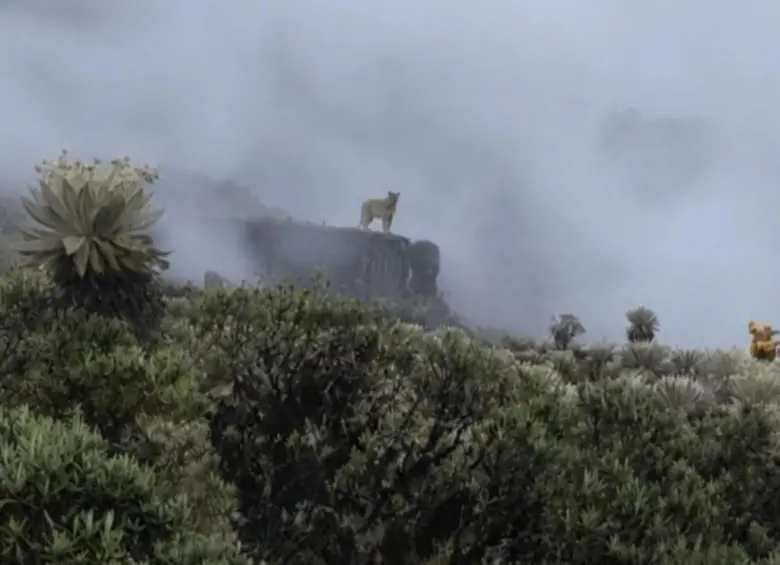Puma concolor recorre el Parque Nacional Natural Pisba en Boyacá. Foto: Parques Nacionales Naturales de Colombia / Carlos Albeiro Vega