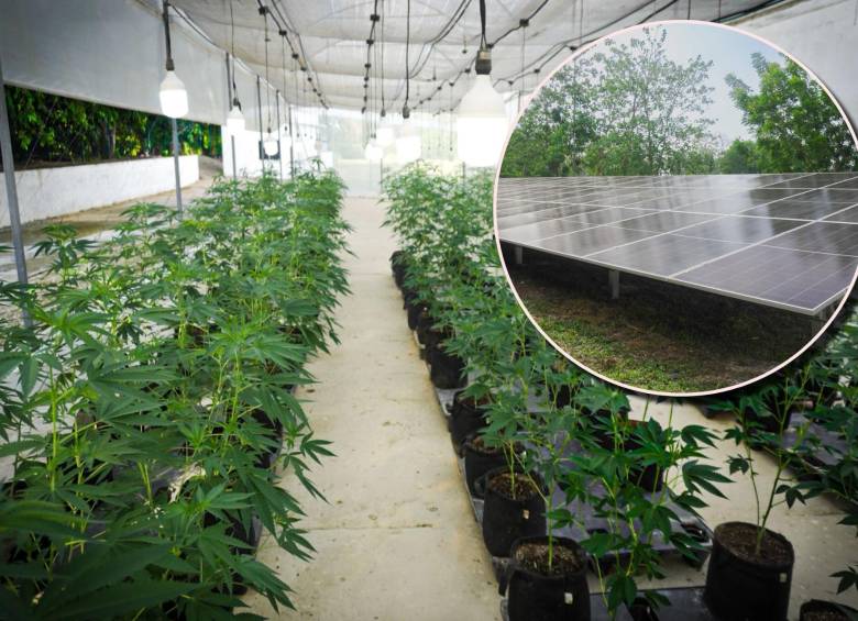 El sistema tendrá una generación anual estimada de 178.670 kilovatios hora (kWh), energía que será utilizada en los procesos agrícolas, farmacéuticos y de transformación agropecuaria de la empresa. Foto: Cortesía