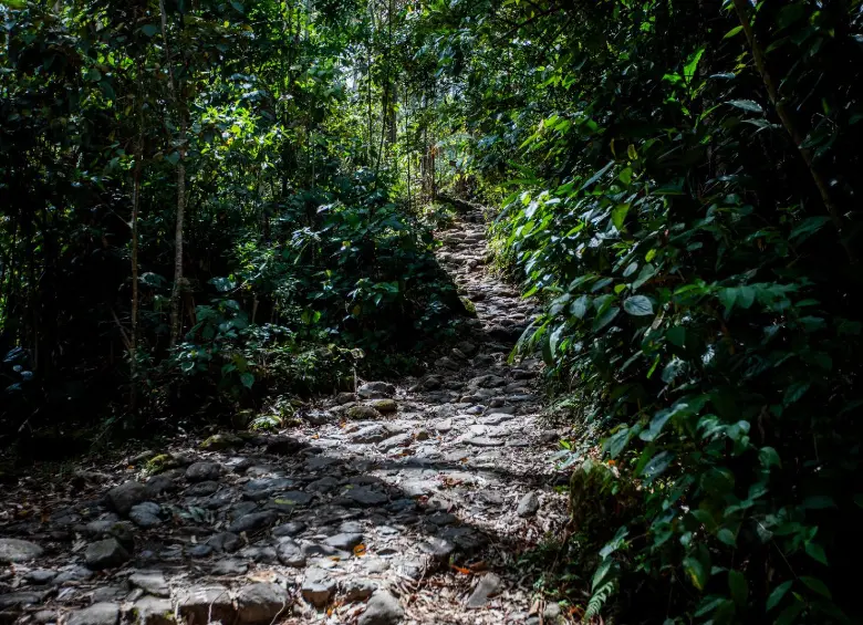 El camino ancestral y de herradura es uno de los vestigios de los antiguos pobladores del Aburrá que pervive en la zona de El Salado. FOTO: Julio Herrera.