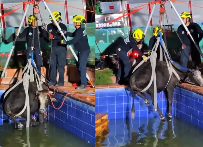 Bomberos rescataron a una vaca embarazada que cayó accidentalmente a una piscina en una finca de la vereda Angelinos, en Bucaramanga. Foto: Bomberos Bucaramanga