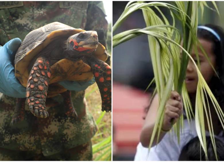 La palma de cera, árbol nacional de Colombia y hogar del loro orejiamarillo, enfrenta cada año una presión creciente durante las celebraciones religiosas, junto algunos animales. FOTO: Manuel Saldarriaga y Colprensa
