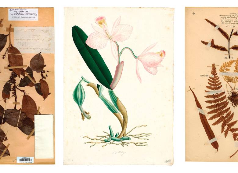 La colección del Real Jardín Botánico de Madrid tiene 6 mil piezas procedentes de la Expedición Botánica de Mutis. 2 mil de ellas son dibujos terminados, de un gran valor cultural, artístico y científico.