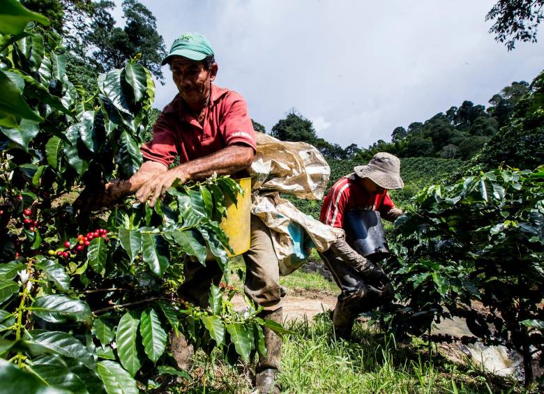 Mientras que Brasil envió en 2022 a los mercados externos 39,35 millones de sacos de café de 60 kilos, Colombia exportó 11,4 millones de sacos. FOTO Julio César Herrera