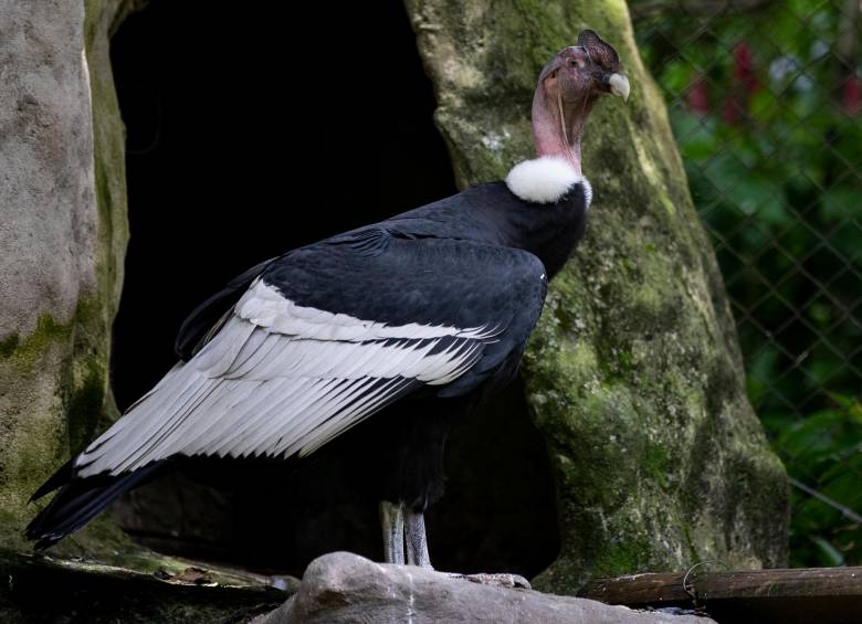 El ejemplar de la imagen está ubicado en el Parque de la Conservación de Medellín y tiene cerca de 12 años. Sus alas y pico blancos, que son café en los primeros años, indican su madurez. FOTO Jaime Pérez