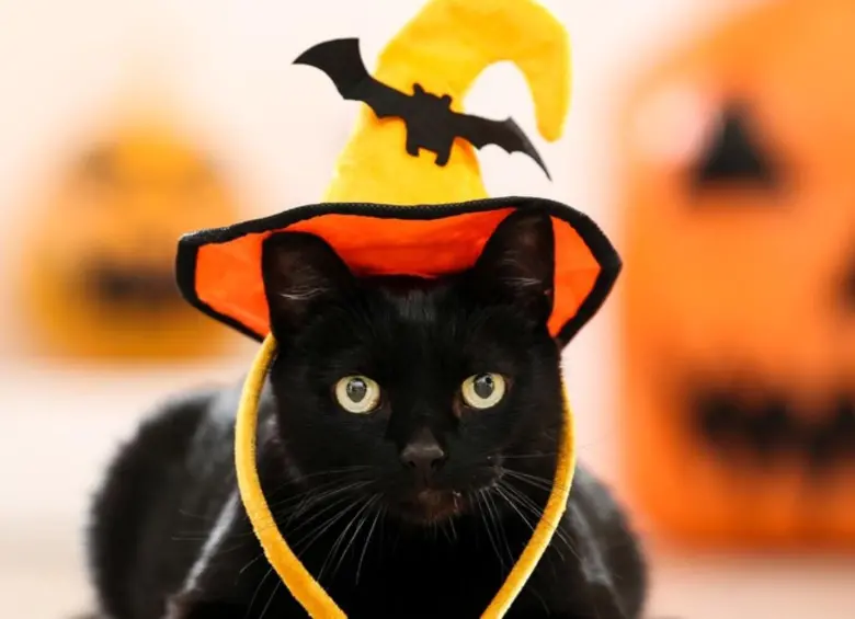 Algunas culturas consideran a los gatos negros de mala suerte. FOTO: SSTOCK