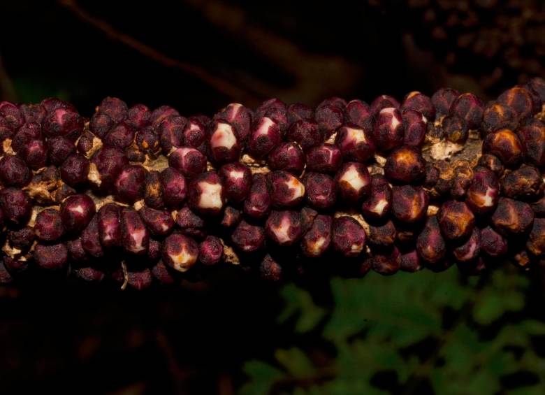 Así se ve la <i>Pilostyles boyacensis</i> cuando sus frutos empiezan a brotar en el tallo de su hospedero. Foto Cortesía Natalia Pabón Mora.