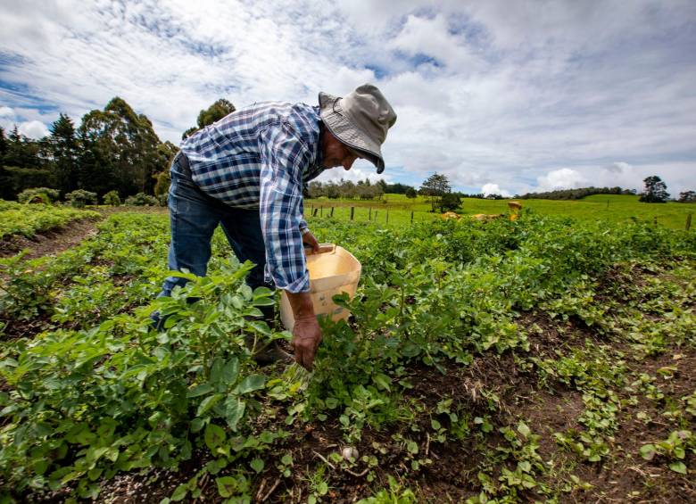 De acuerdo con el Ministerio de Agricultura, en el agro hay 1,8 millones de empleos en riesgo por los bloqueos. FOTO Edwin Bustamante