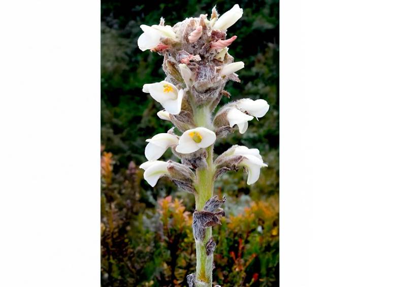 La Puya farallonensis, nueva especie de bromelia descubierta en los Farallones de Cali, habita en un único parche de páramo a más de 3.500 metros de altura y enfrenta peligro crítico por la minería ilegal. FOTO cortesía Julio Betancur, investigador del ICN