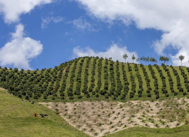 Abejorral es uno de los municipios del Oriente que lidera la producción de aguacate hass a nivel nacional. Foto: Juan Antonio Sánchez Ocampo