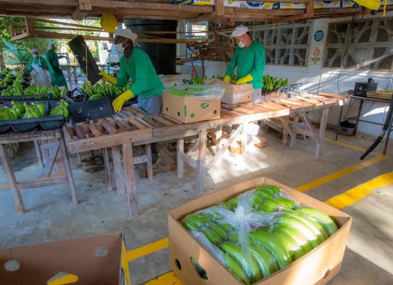 Anualmente las exportaciones de Banano desde Urabá hacia Corea del Sur han crecido 1.000 %. Foto: Juan Antonio Sánchez