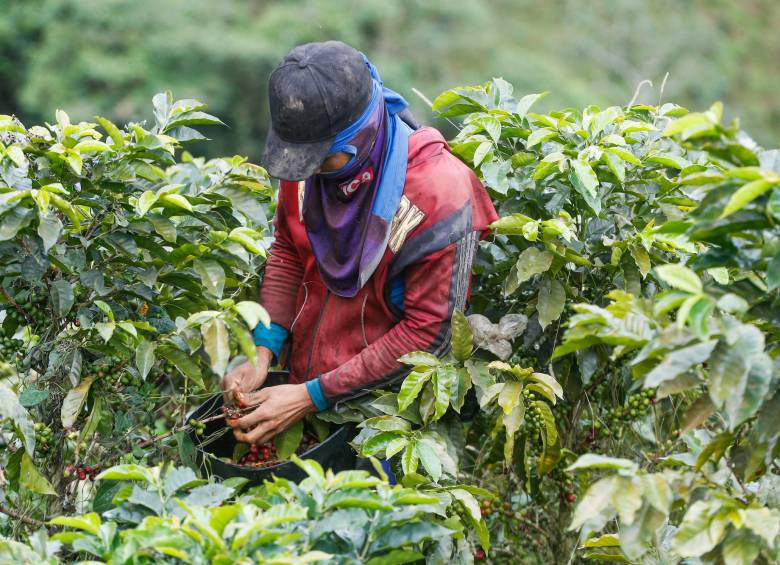 El clima ha impactado negativamente la producción cafetera en el arranque de 2022. FOTO Manuel Saldarriaga