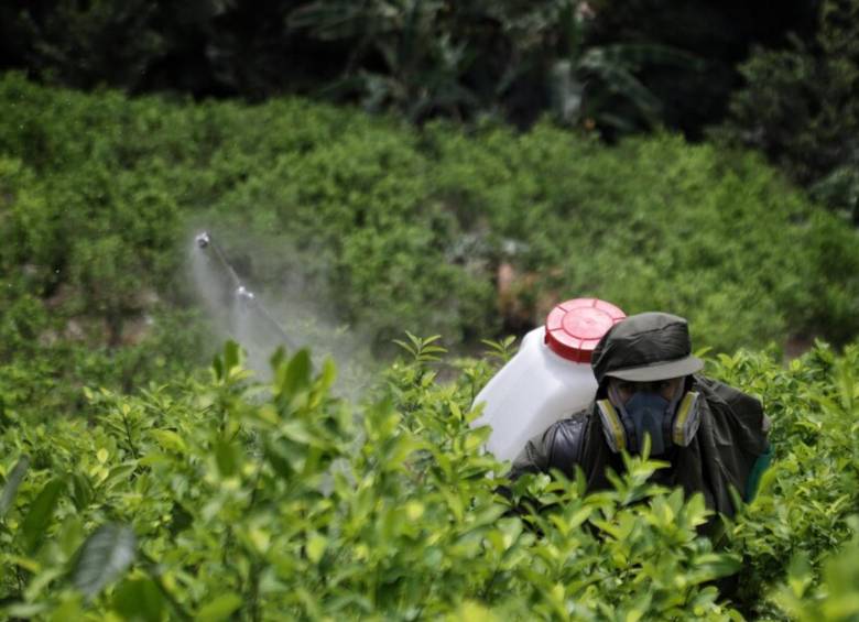 Así se erradican cultivos en el sur de Bolívar. Foto: Colprensa