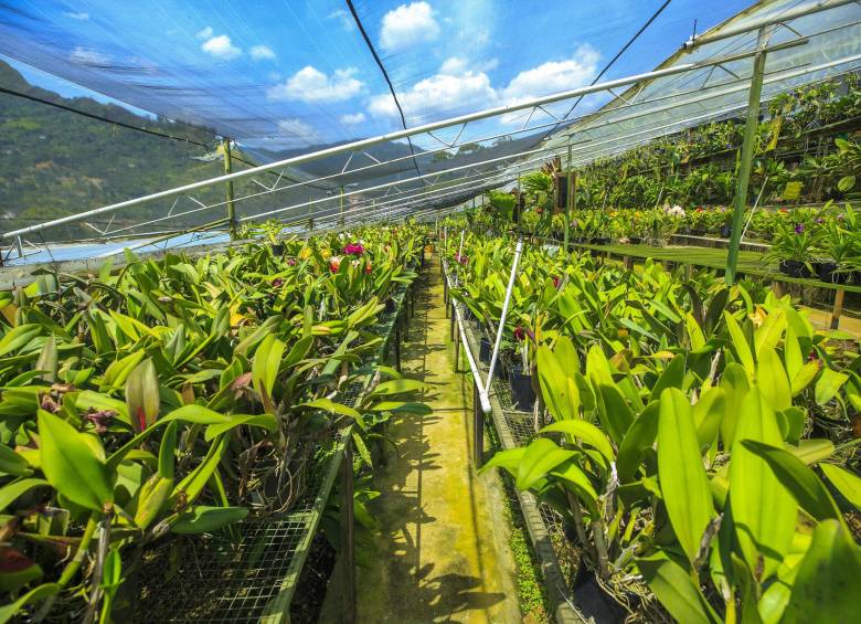 El guardián de las orquídeas: Francisco Villegas y la cultura del respeto por la naturaleza