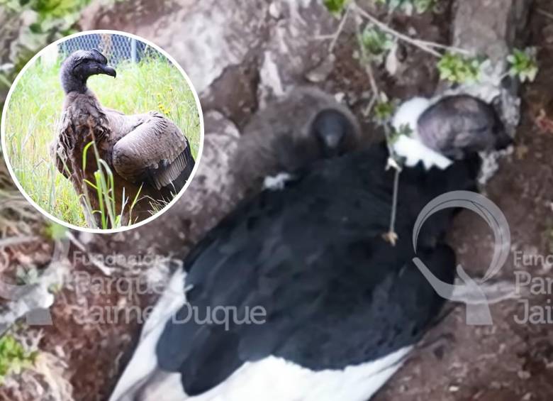 Monitoreo del nido de cóndor andino en el páramo El Almorzadero, en Santander. Foto: Fundación Parque Jaime Duque