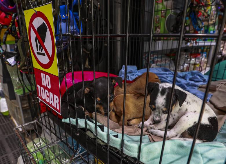 En el módulo de fauna se comercializan perros, gatos y aves de varias especies. FOTOS Manuel Saldarriaga