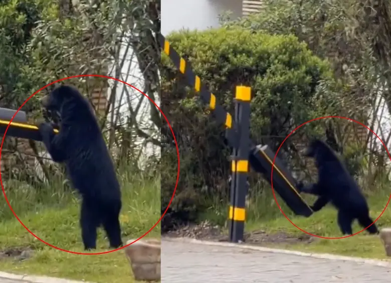 Captan presencia de oso andino en conjunto residencial de la sabana de Bogotá. Foto: captura de video @ColombiaOscura