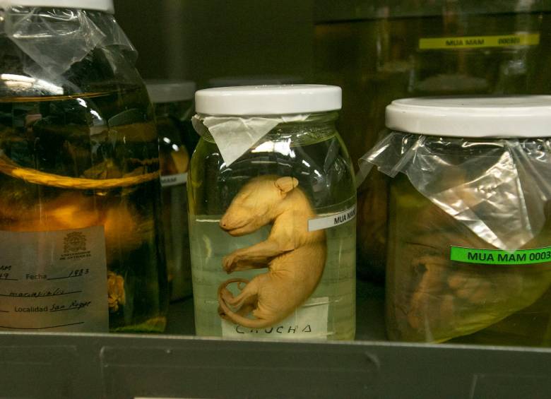 Algunas especies en contenedores de vidrio en alcohol al 70 % para asegurar su conservación. FOTO: ESNEYDER GUTIÉRREZ. 