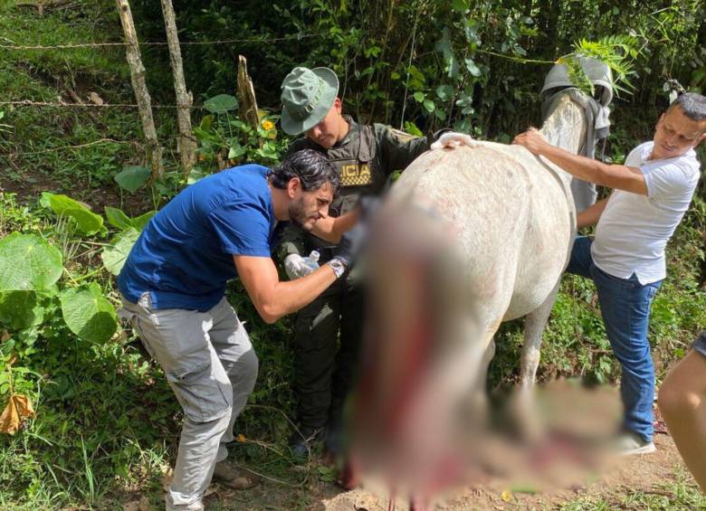 Una de las mulas que fue intervenida por el veterinario de la Alcaldía, presentaba heridas en el lomo y la cola, esta última a punto da caérsele producto de las heridas. FOTO: Alcaldía de Támesis 