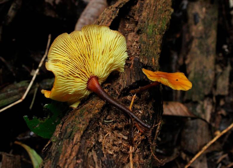 Xeromphalina tenuipes, de la división Basidiomycota —de textura coriácea, leñosa, gelatinosa y carnosa—. Este hongo ha sido reportado en para colombia en los departamentos de Amazonas, Antioquia, Boyacá, Cauca, Caquetá, Tolima y Valle del Cauc. Puede encontrarse creciendo sobre madera en descomposición, ya sea de forma solitaria o en pequeños grupos. FOTO cortesía Denis Cristina Benjumea