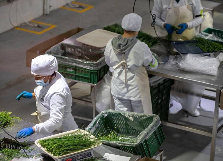 En esta planta de Eshkol, ubicada en La Ceja, realizan el proceso de selección, limpieza y empaquetado de las hierbas que serán exportadas. FOTO edwin bustamante
