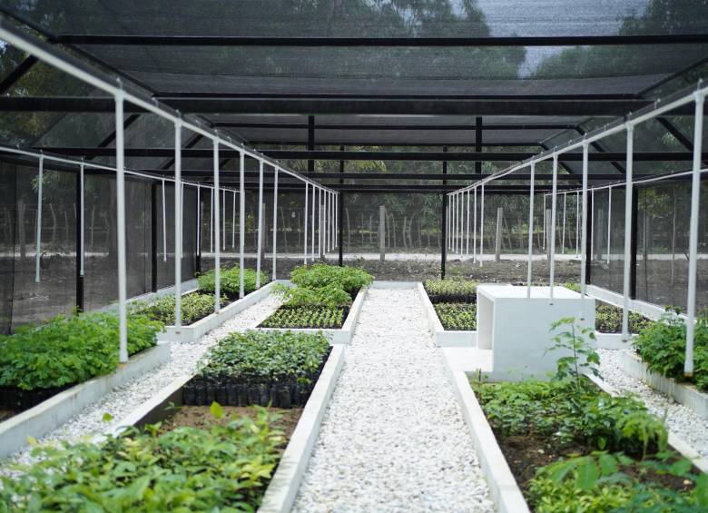 El vivero está cubierto por una estructura tubular con polisombra. Cuenta con un sistema de riego automatizado por nebulización y la energía eléctrica proviene de un sistema solar fotovoltaico. Foto: Cortesía