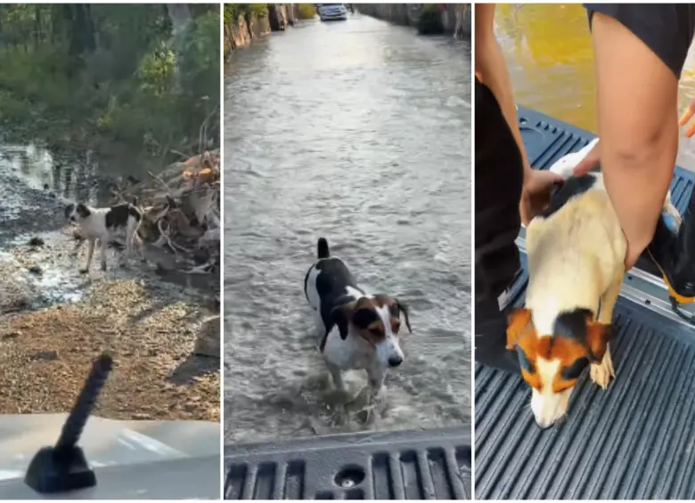 Momentos en los que el perrito intentaba subirse a la camioneta y después cuando le ayudaron. FOTO: Captura de video redes sociales @harlyncamargo