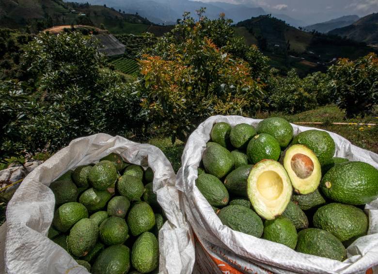 En el país existen 55.000 hectáreas sembradas con aguacate Hass, y entre enero y junio ha sido la tercera fruta más exportada por Colombia. FOTO EL COLOMBIANO