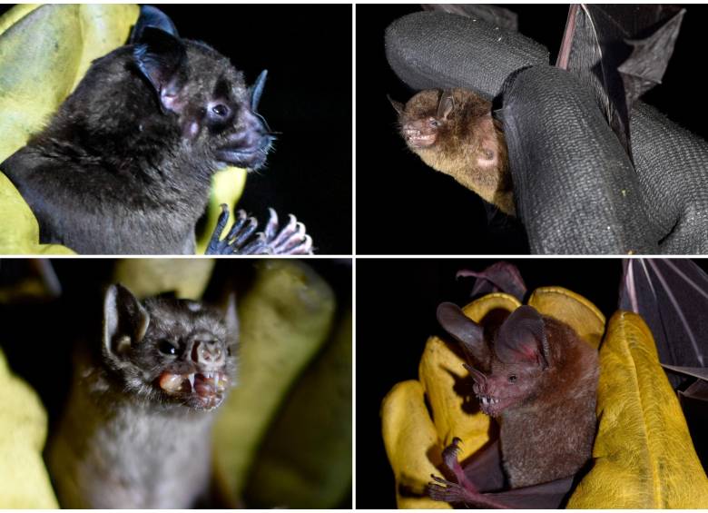 Phyllostomus hastatus, Myotis sp, Diaemus youngii y Trachops cirrhosus son algunas de las especies que viven en Bojonawi. FOTOS Cortesía Juan Diego Ariza López