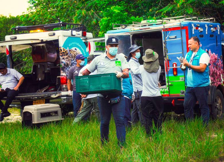 Los animales fueron liberados en el departamento de Meta. FOTO: CORTESÍA AMVA
