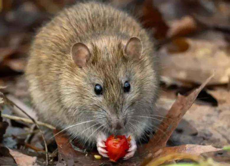 Los roedores son los transmisores de esta infección llamada hantavirus. FOTO: Getty