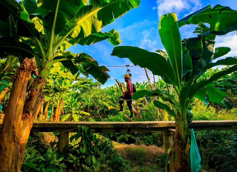 La industria bananera genera más de 500.000 empleos entre directos e indirectos, por eso son prioritarias todas las medidas para proteger la producción de amenazas como el mortal hongo. FOTO: CAMILO SUÁREZ