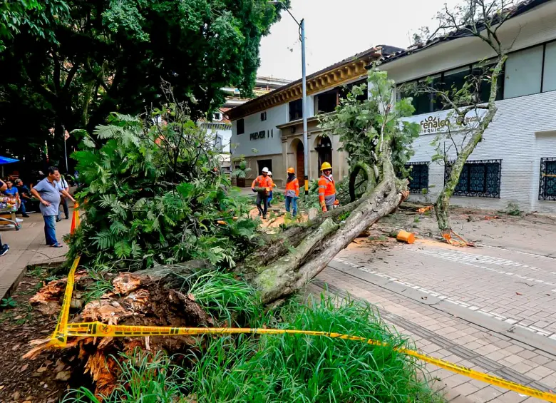 Así quedó el árbol luego de caerse sobre una casa patrimonial en el Parque Bolívar. FOTOS: Esneyder Gutiérrez
