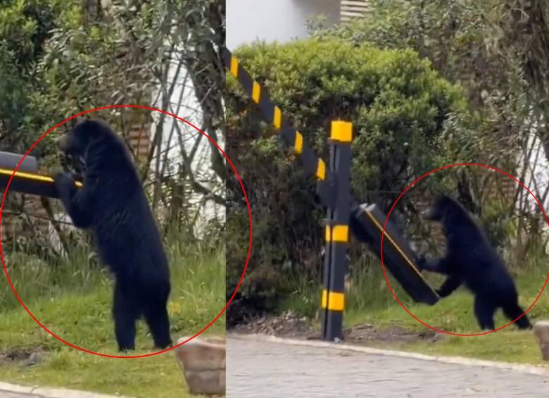 Captan presencia de oso andino en conjunto residencial de la sabana de Bogotá. Foto: captura de video @ColombiaOscura