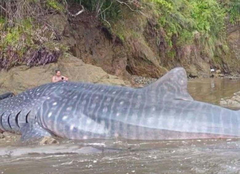 A pesar de las labores de la comunidad y las autoridades, un tiburón ballena varado en Bahía Solano murió. Foto: Codechocó