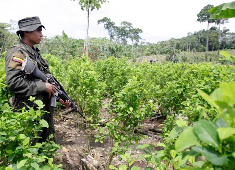 El PNIS nació del punto 4 del Acuerdo de Paz con las Farc y hace parte de la Dirección de Sustitución de Cultivos de Uso Ilícito. FOTO Colprensa