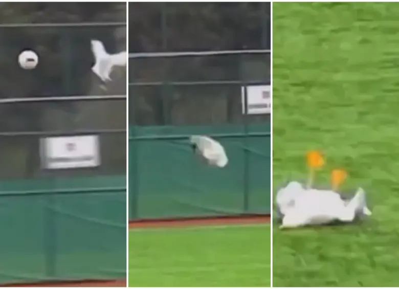 La gaviota cayó desplomada al campo de juego tras el golpe. FOTO: Captura video de redes sociales @AlertaMundoNews