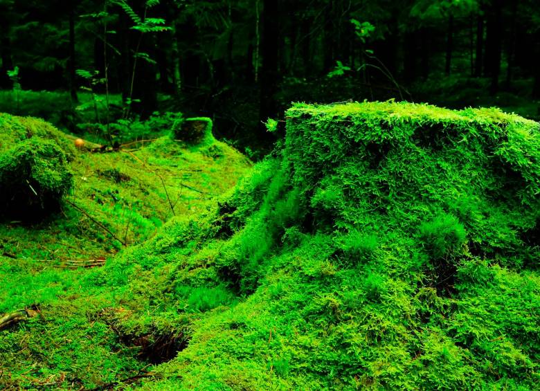 El musgo en su hábitat natural actúa como una esponja viviente que regula el agua en los suelos de bosques tropicales. FOTO Pixabay