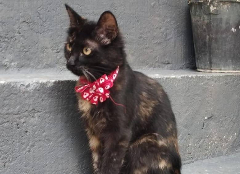 Medios locales informaron que hasta el momento, Long no han encontrado a la persona indicada para cuidar a su gata. FOTO: Supermanada