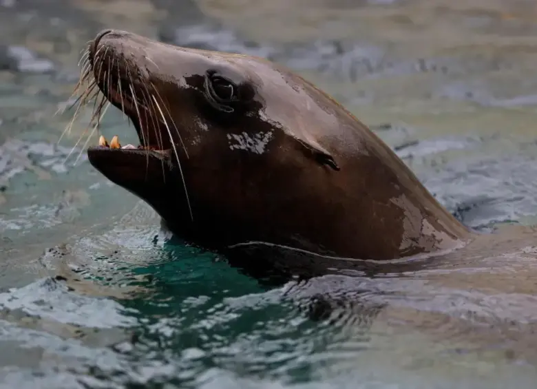 La agencia aseguró que el león marino ya estaba muerto cuando el hombre le cortó la cabeza, pero no se ha determinado la causa de la muerte. FOTO: Getty