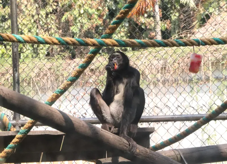 Los primates del Parque de la Conservación son algunos de los afectados por el calor. Para contrarrestarlo: helado. Foto: cortesía Parque de la Conservación