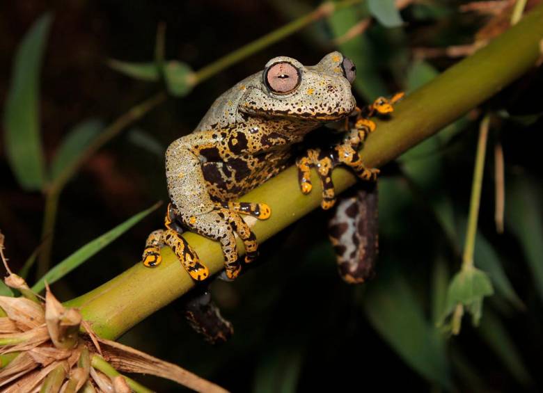 Este descubrimiento amplía la diversidad de anfibios de la región ecuatoriana. Los investigadores continúan la investigación de otras dos especies encontradas de los géneros Pristimantis y Epicrionops. FOTO: CORTESÍA