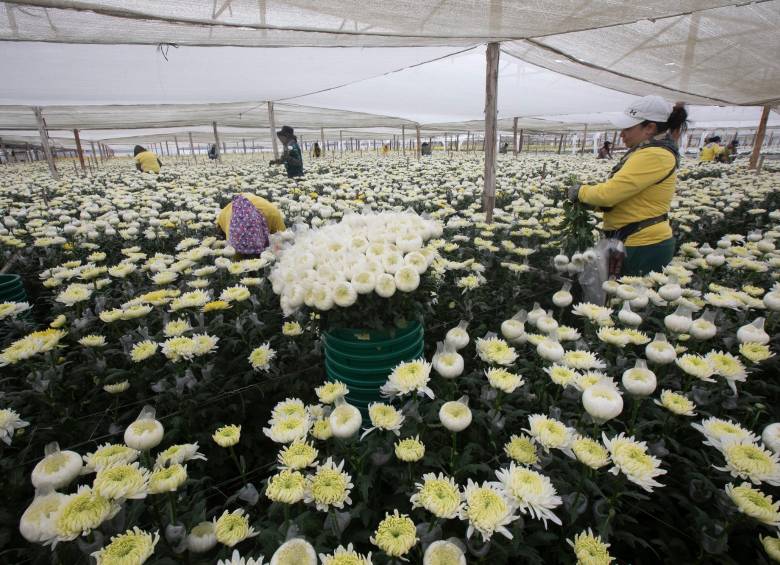 Cerca de 230 millones de tallos se cultivan en El Capiro cada año. FOTO Esneyder Gutiérrez