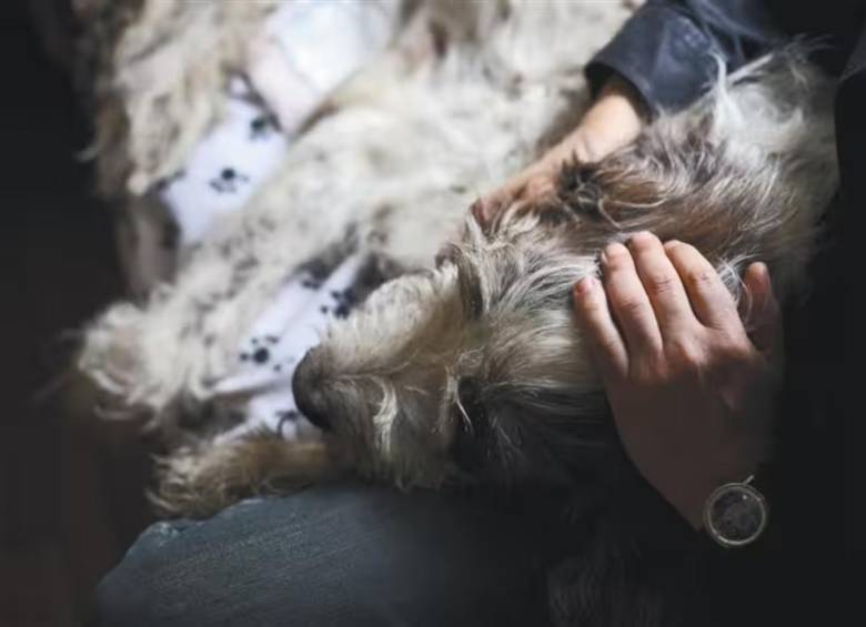 Esta licencia busca que los trabajadores colombianos puedan tener un día para enfrentar el duelo de la perdida de su mascota, considera como miembro de su familia. FOTO: GETTY