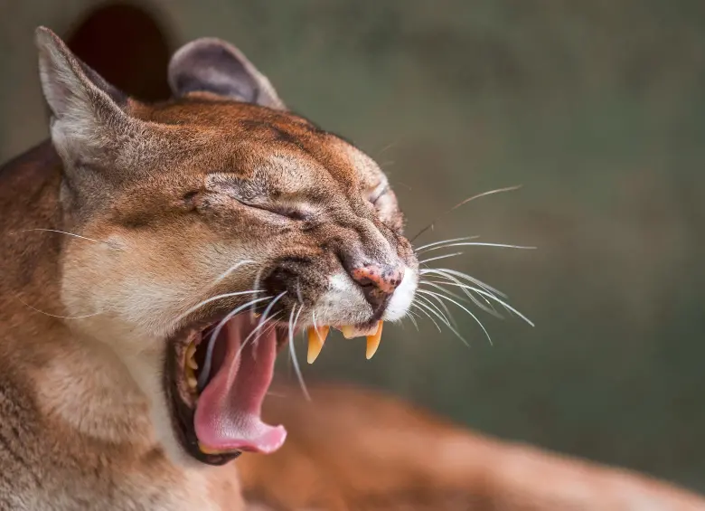 Las autoridades de Sonsón y del Oriente antioqueño hacen constantes monitoreos para vigilar los movimientos del puma que hay en este municipío y evitar que continúe atacando otras especies. FOTO: ARCHIVO