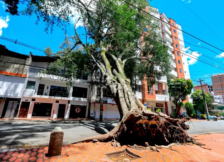 El árbol cayó después de desprenderse de sus raíces y afectó las redes eléctricas. Foto: Julio César Herrera