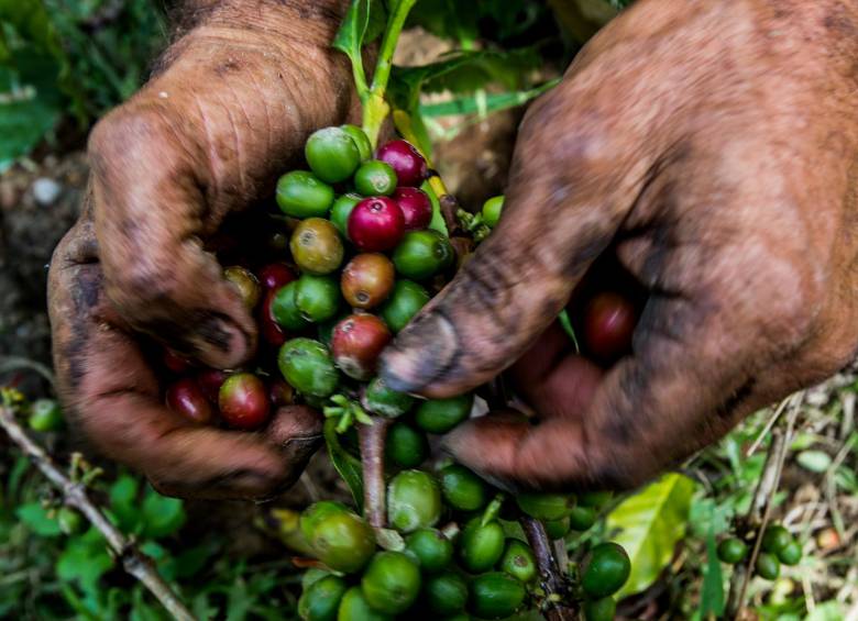 Según la federación, en septiembre se superaron los 1,2 millones de sacos de 60 kilogramos de café verde. Foto: Julio César Herrera E.