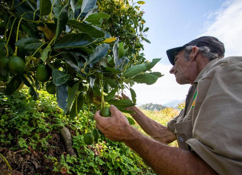 El aguacate hass, uno de los productos con más potencial en EE. UU. FOTO EDWIN BUSTAMANTE